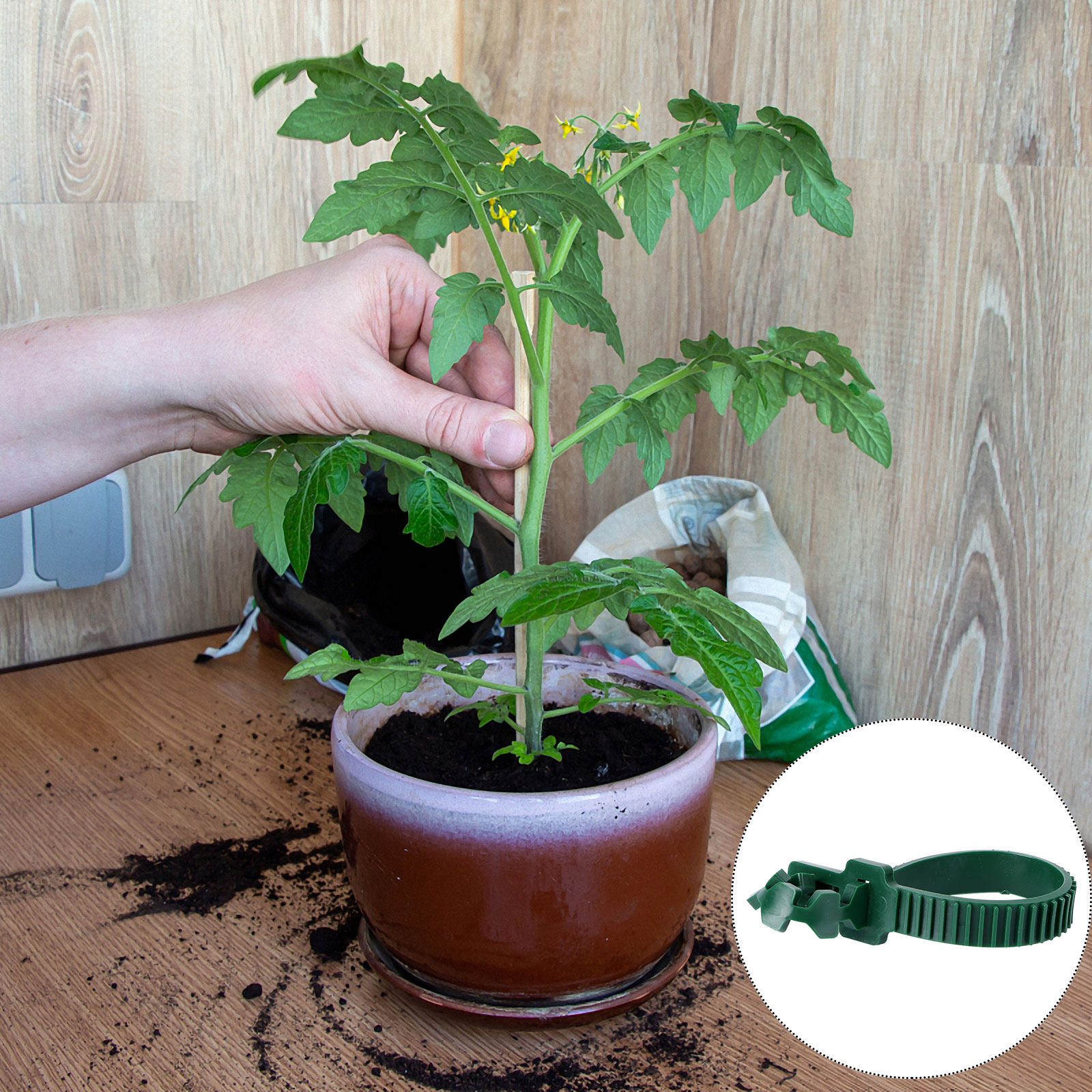 20Pcs Vine Fixing Buckle Garde - Us Bonsai Garden 评论和价格