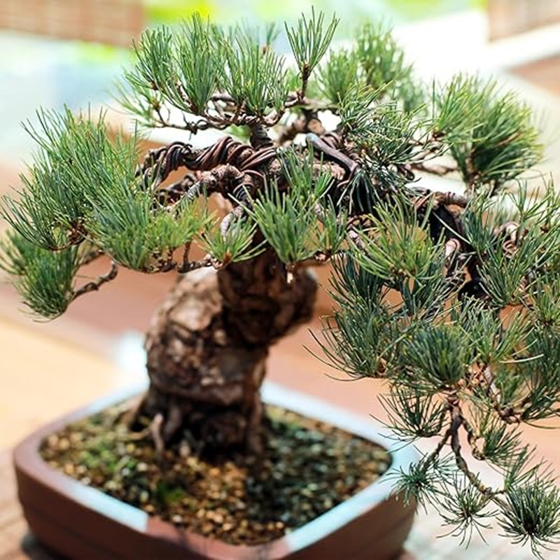 1mm Black Aluminum Bonsai Wire - Bonsai Wire Aluminum 评论和价格